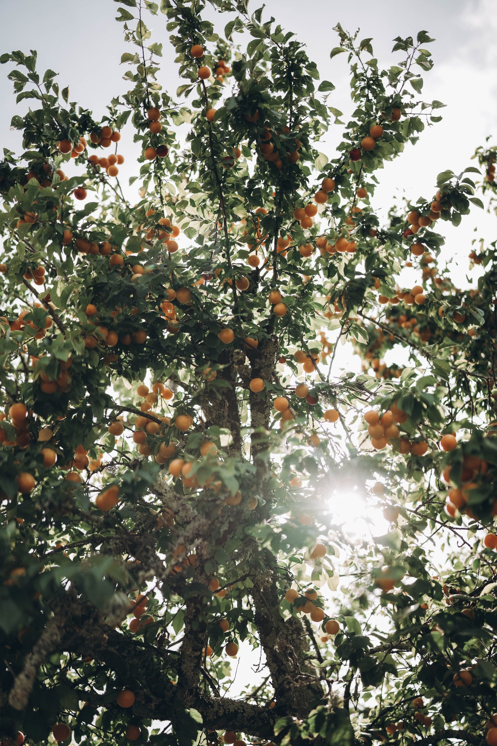 Nancy Nau Photography